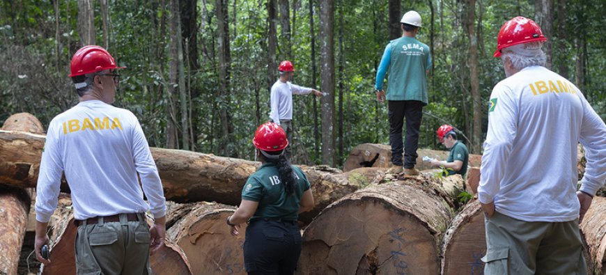 Ibama fiscaliza plano de manejo florestal sustentável em área da Flona do Amapá