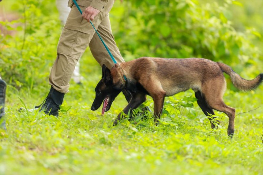 Drone e cães treinados para resgate em áreas de mata reforçam busca por extrativista desaparecido no rio Paru.